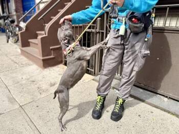 Princess -  Mixed Breed Dog for Adoption in New York, New York - Princess | PetCurious