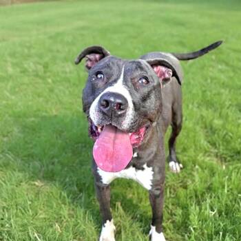 Denver -  American Staffordshire Terrier and Great Dane Dog for Adoption in San Antonio, Texas - Denver | PetCurious