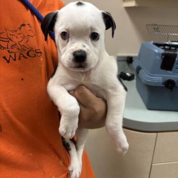 WAGS-Stray-22859 -  English Bulldog Dog for Adoption in Westminster, California - WAGS-Stray-22859 | PetCurious