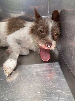 NIKO -  Mixed Breed Dog for Adoption in Dallas, Texas - NIKO | PetCurious