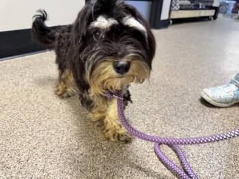 Shih Tzu and Poodle Dogs Available for Adoption in Sanford, Florida - Biscotti FH - Aloft Hotel DTO | PetCurious