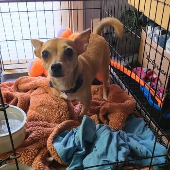 Rescue Chihuahua Dogs for Adoption in Mechanicsville, Maryland - Penny | PetCurious