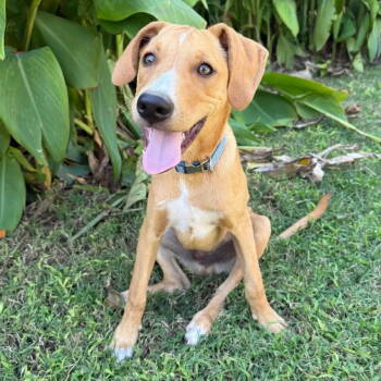 Rescue Hound Dogs for Adoption in Dallas, Texas - Tod | PetCurious