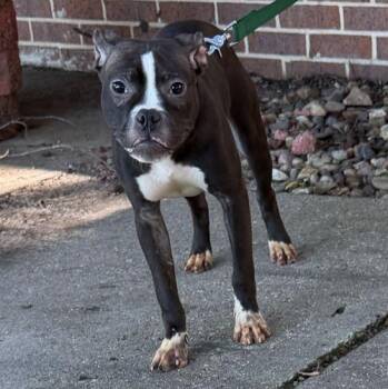 Rain -  Mixed Breed Dog for Adoption in Waterloo, Iowa - Rain | PetCurious