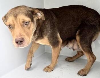 A657428 -  Pit Bull Terrier and Mixed Breed Dog for Adoption in Houston, Texas - A657428 | PetCurious