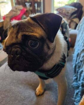 Dodger -  Pug Dog for Adoption in Eagle, Idaho - Dodger | PetCurious