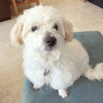 Yeti -  Bichon Frise and Mixed Breed Dog for Adoption in Lewisville, Texas - Yeti | PetCurious