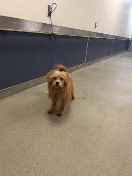 MAPLE -  Maltese and Mixed Breed Dog for Adoption in Doral, Florida - MAPLE | PetCurious