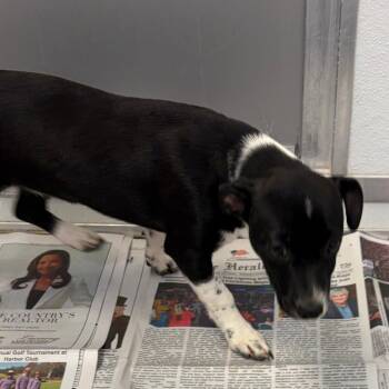 Chihuahua and Mixed Breed Dogs Available for Adoption in Greensboro, Georgia - GIGI | PetCurious