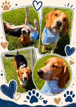 Cooper -  Beagle Dog for Adoption in Rensselaer, Indiana - Cooper | PetCurious