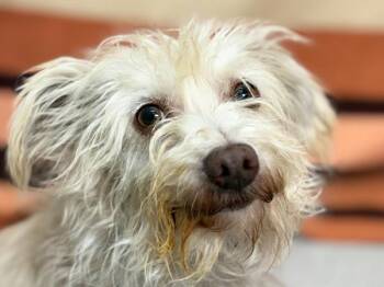 Gary -  Terrier and Mixed Breed Dog for Adoption in Portland, Oregon - Gary | PetCurious