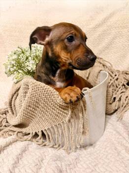 Dachshund and Chihuahua Dogs Available for Adoption in Sugar Grove, Illinois - Mick | PetCurious