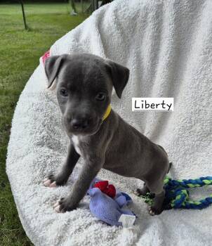 Liberty (26-132 D) -  Mixed Breed Dog for Adoption in Lansing, Michigan - Liberty (26-132 D) | PetCurious