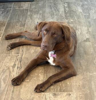 Considine / Lexie / Hazel -  Labrador Retriever and Great Pyrenees Dog for Adoption in Broomfield, Colorado - Considine / Lexie / Hazel | PetCurious