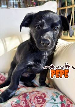 Pepe -  Chihuahua and Poodle Dog for Adoption in Santa Clarita, California - Pepe | PetCurious