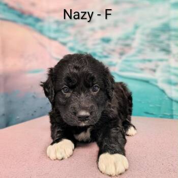 Nazy -  Great Pyrenees and Labrador Retriever Dog for Adoption in Griswold, Connecticut - Nazy | PetCurious