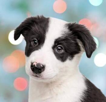 Charlie -  Mixed Breed Dog Available for Adoption in Schaumburg, Illinois - Charlie | PetCurious