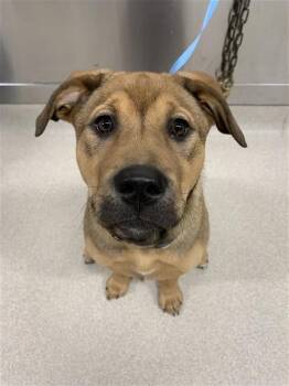 Pit Bull Terrier and German Shepherd Dog Dogs Available for Adoption - SAVANNA | PetCurious