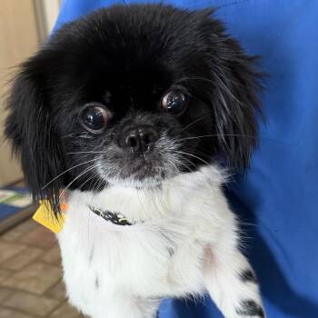 Hocus -  Shih Tzu Dog for Adoption in Plano, Texas - Hocus | PetCurious