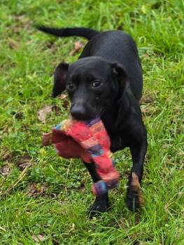 Dachshund Dogs Available for Adoption - Nala | PetCurious