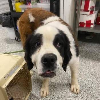 Turiel -  Saint Bernard and Mixed Breed Dog for Adoption in Fredericksburg, Virginia - Turiel | PetCurious