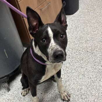 Australian Cattle Dog Blue Heeler and Pit Bull Terrier Dogs Available for Adoption in Reno, Nevada - Krato | PetCurious