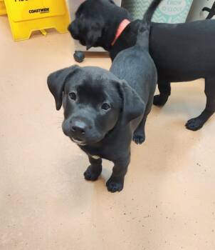 Rescue Labrador Retriever and Saint Bernard Dogs for Adoption in Kennewick, Washington - Veera | PetCurious