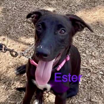 Ester -  German Shepherd Dog Dog for Adoption in Queen City, Texas - Ester | PetCurious
