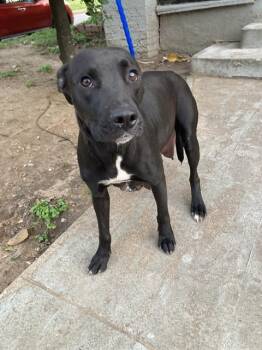 Mixed Breed Dogs Available for Adoption - EASTER | PetCurious