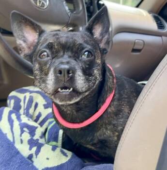 Delilah -  Boston Terrier and French Bulldog Dog for Adoption in Mount Pleasant, South Carolina - Delilah | PetCurious