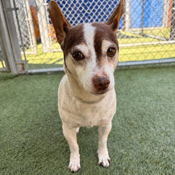 Dalia -  Chihuahua Dog for Adoption in Hawthorne, California - Dalia | PetCurious