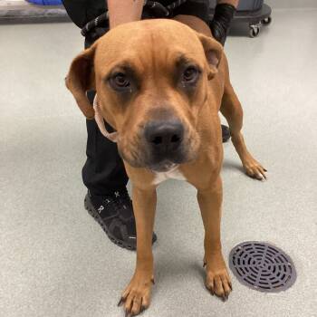 Rescue Pit Bull Terrier Dogs for Adoption in Abilene, Texas - Kate | PetCurious