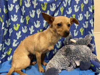 Chihuahua and Mixed Breed Dogs Available for Adoption - HUMMINGBIRD | PetCurious