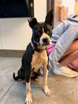 Pit Bull Terrier and Boston Terrier Dogs Available for Adoption in Bowling Green, Kentucky - Bella Loo | PetCurious