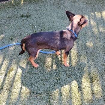 Chihuahua Dogs Available for Adoption in Pleasanton, California - MAGGIE | PetCurious