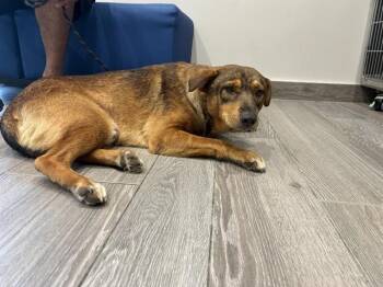 BEANS -  Mixed Breed Dog for Adoption in Rowlett, Texas - BEANS | PetCurious