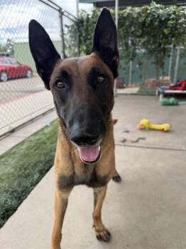 G.I JOE -  Belgian Shepherd Malinois Dog for Adoption in Chula Vista, California - G.I JOE | PetCurious