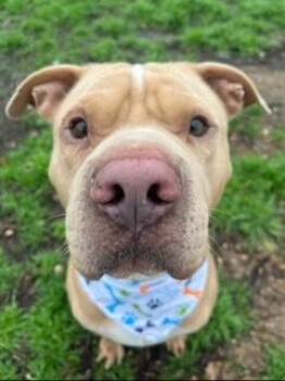 Rescue American Staffordshire Terrier Dogs for Adoption in Houston, Texas - Guero | PetCurious