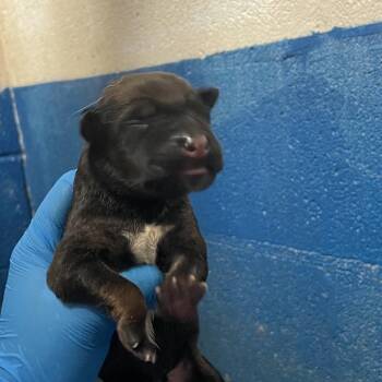 Belgian Shepherd Malinois Dogs Available for Adoption in Edinburg, Texas - Lil Nibble 3 | PetCurious