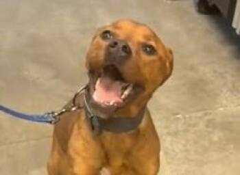 Nova Scotia Duck Tolling Retriever and Mixed Breed Dogs Available for Adoption in Olathe, Kansas - BEAR | PetCurious