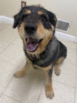 Terrier and Mixed Breed Dogs Available for Adoption in Fall River, Massachusetts - Peluche | PetCurious