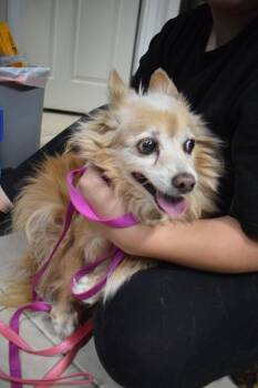 Mia -  Chihuahua Dog for Adoption in Pahrump, Nevada - Mia | PetCurious