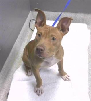KODA -  Staffordshire Bull Terrier and Mixed Breed Dog for Adoption in Tallahassee, Florida - KODA | PetCurious