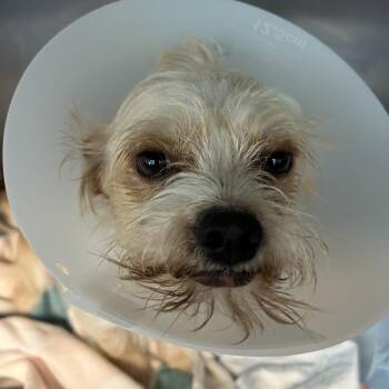 Marvin -  Mixed Breed Dog for Adoption in Leander, Texas - Marvin | PetCurious