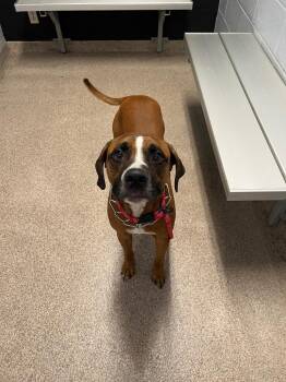 Scooby -  Boxer Dog for Adoption in Troy, Ohio - Scooby | PetCurious