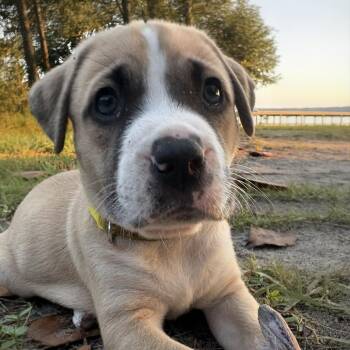 Samoa -  Mixed Breed Dog for Adoption in Freeport, Florida - Samoa | PetCurious