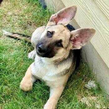 Rogue LLD -  German Shepherd Dog and Belgian Shepherd Malinois Dog for Adoption in Austin, Texas - Rogue LLD | PetCurious