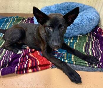 Rick Vito -  Mixed Breed Dog for Adoption in Elkins, West Virginia - Rick Vito | PetCurious