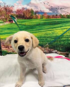 Dachshund and Labrador Retriever Dogs Available for Adoption in Moreno Valley, California - MILO | PetCurious