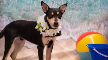Raptor -  Australian Cattle Dog Blue Heeler and Terrier Dog for Adoption in Pottstown, Pennsylvania - Raptor | PetCurious